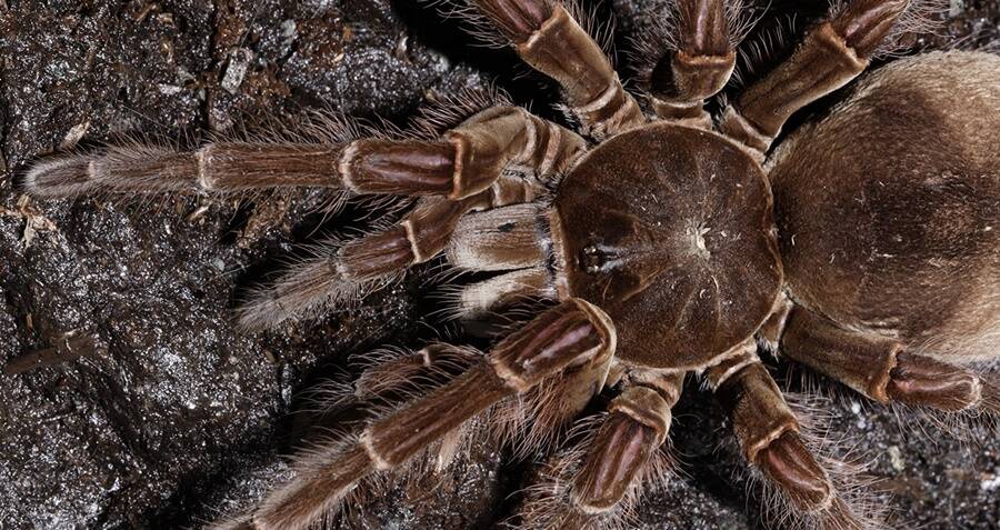 Самые страшные пауки – мифы и реальность