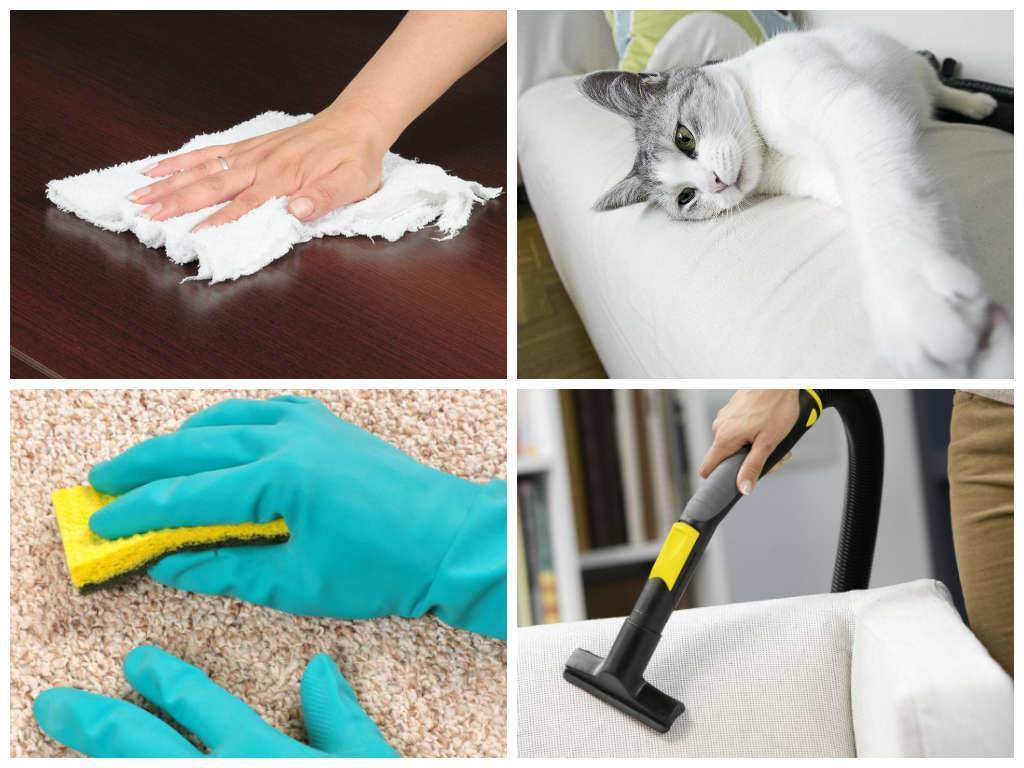 Как избавиться от шерсти кошки в квартире: примеры в домашних условиях