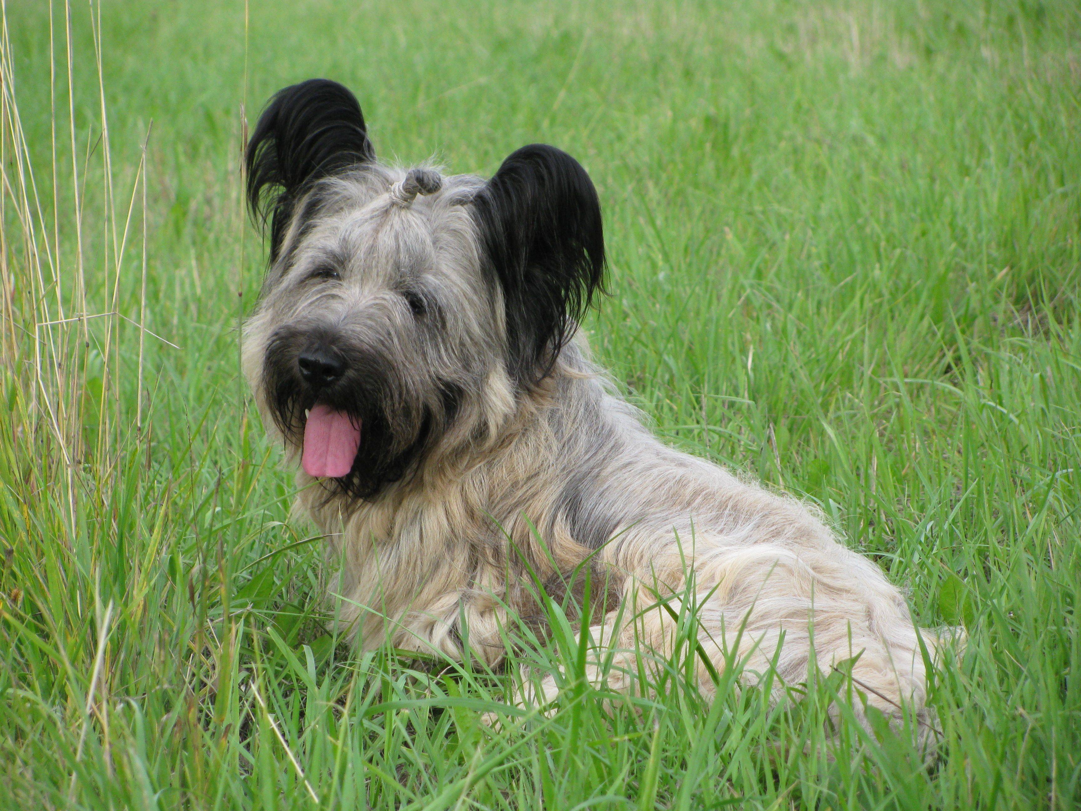 Скай терьер: фото и содержание собаки с оригинальной внешностью