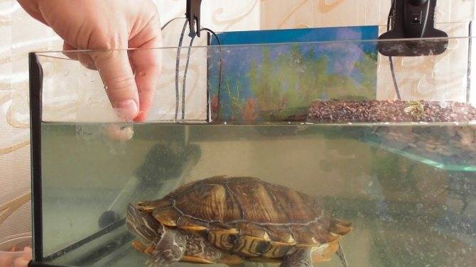 Сколько красноухая черепаха может прожить быть без воды?