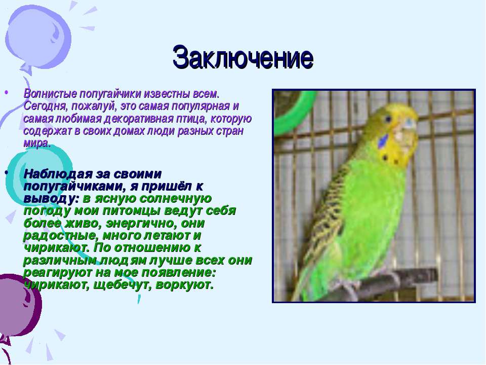 Wikizero - маскаренский попугай