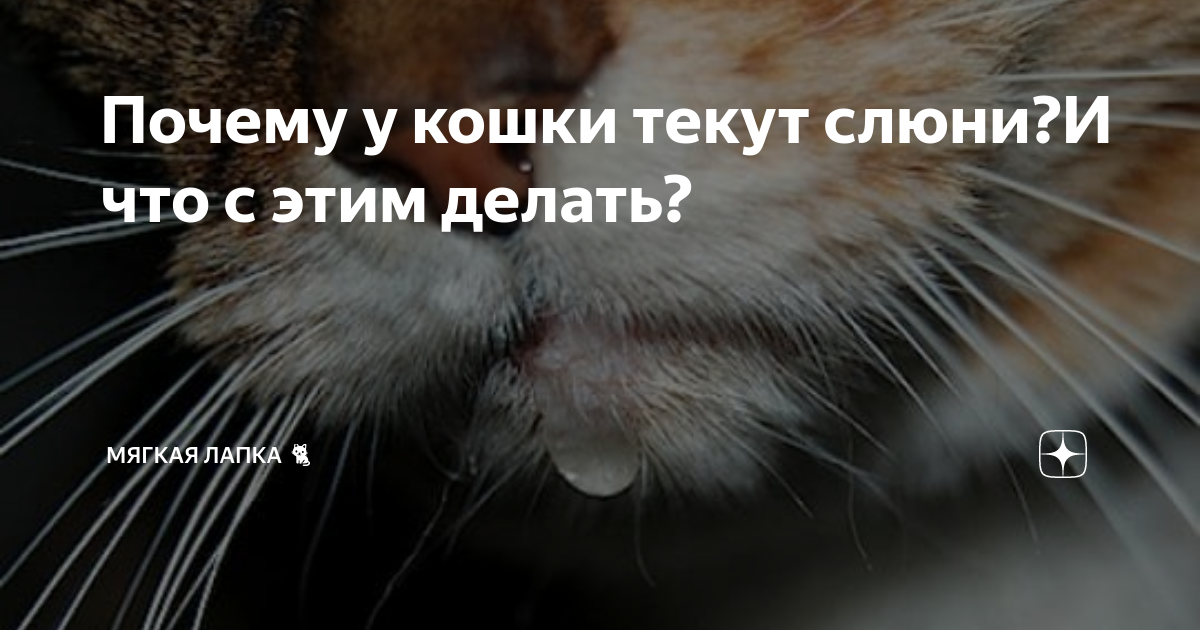 У кошки текут слюни изо рта причины. Слюни у кота изо рта причины.