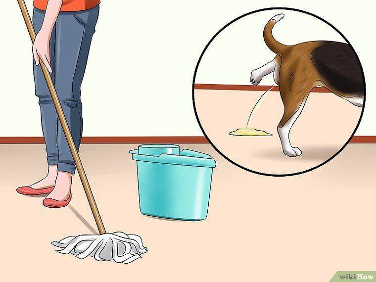 Как приучить собаку ходить в туалет на улицу