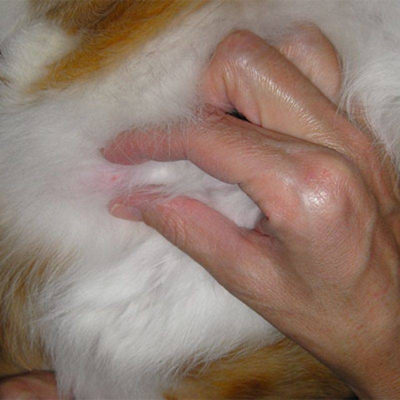 Шишка на животе у кошки под кожей, опухоль