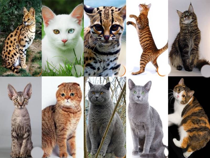 Популярные породы кошек: фото и названия  