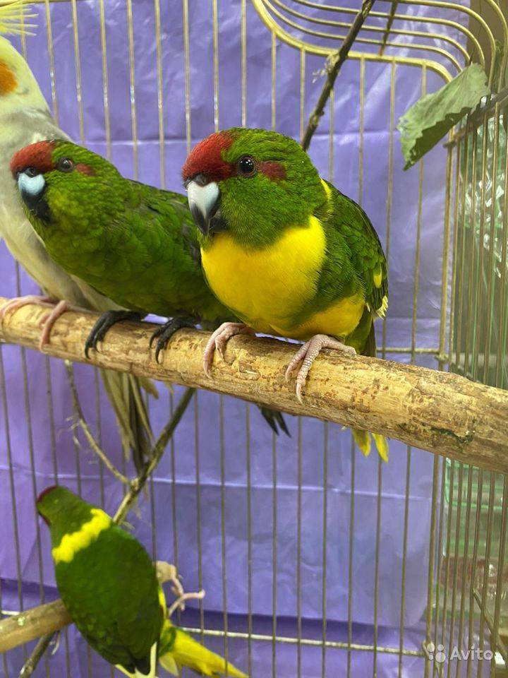 Новозеландский попугай какарик: процесс приручения и разведения