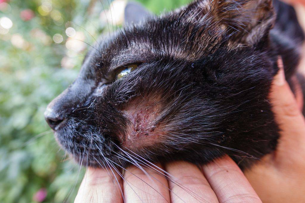 Лишай у кошек и котов: симптомы, как лечить, фото и видео | трихофития, микроспория - kotiko.ru
