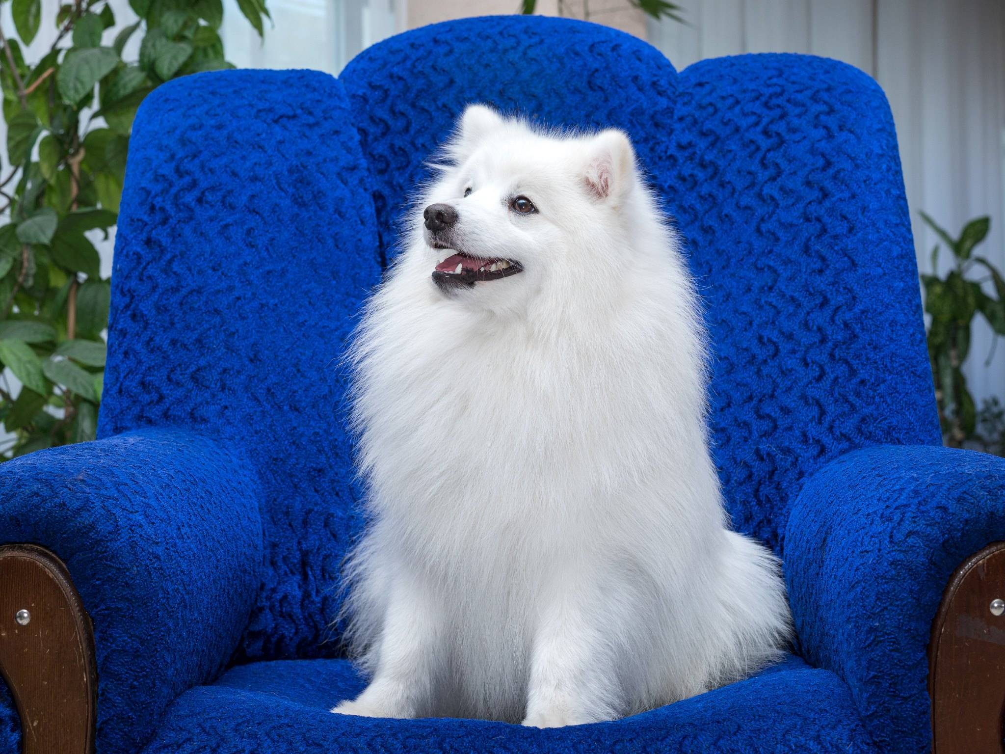 Японский шпиц — собака удивительной красоты и доброго, уживчивого нрава