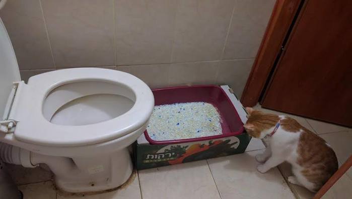 7 причин, почему кот часто ходит по маленькому в туалет - kotiko.ru