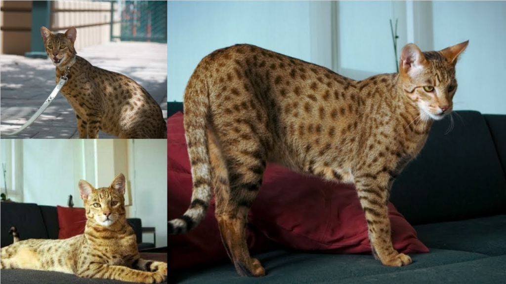 Ашера – обзор самой скандальной породы кошек (с фото и видео)