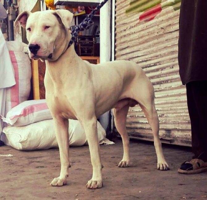 Гуль донг (пакистанский бульдог): описание породы собак с фото и видео