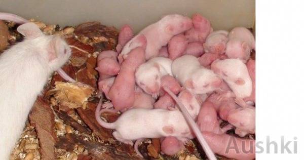 Размножение крыс в домашних условиях | zoodom