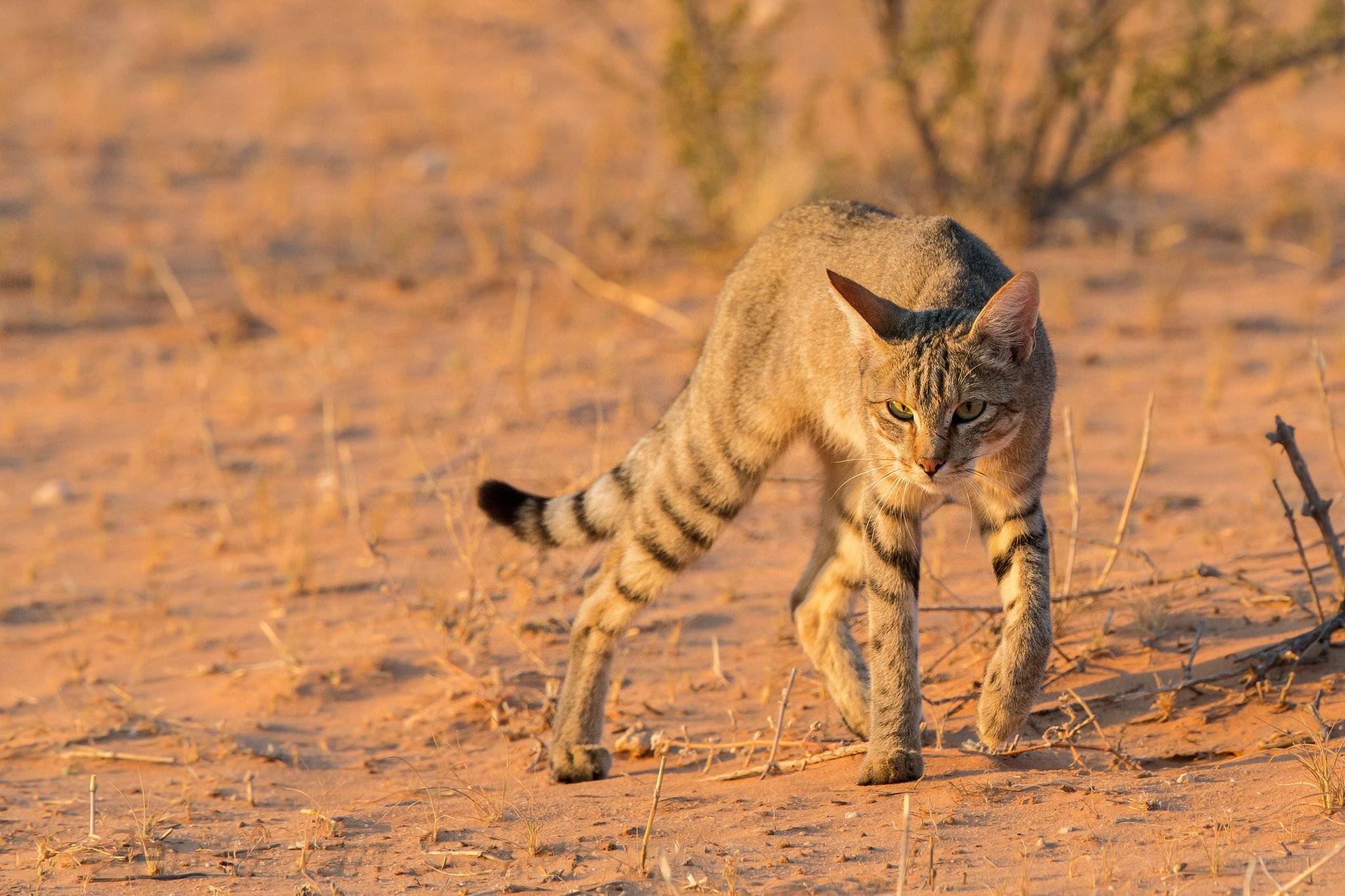 Степная кошка (Felis Libyca)