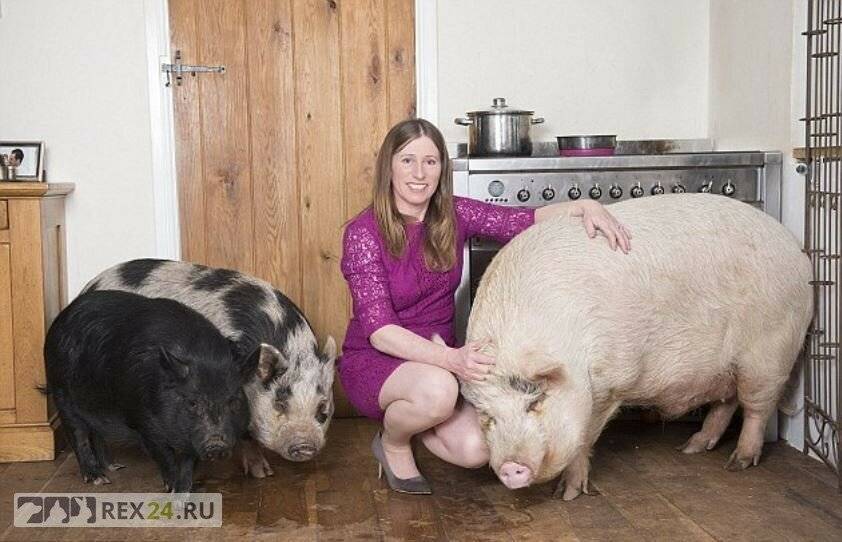 Мини пиги свинья. особенности, уход и цена мини-пиги | живность.ру