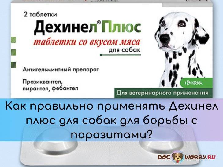 Дехинел плюс – надежное средство против глистов для собак | ваши питомцы