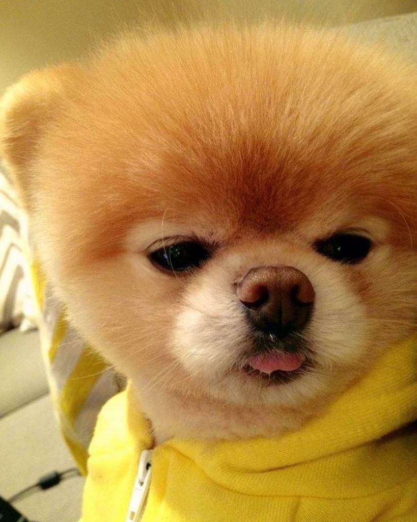 Самые милые собаки в мире: топ-10 | фото с названиями