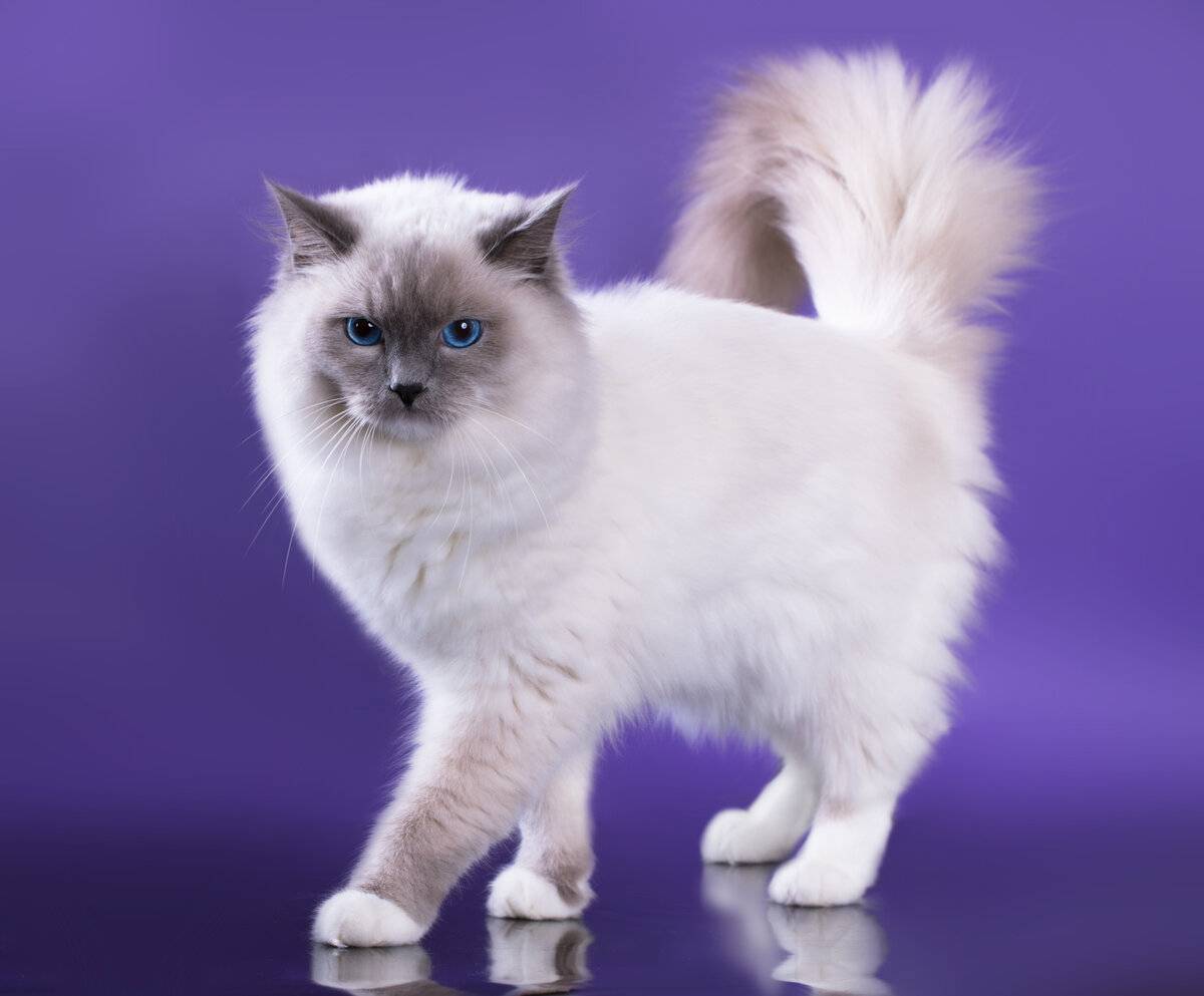 Рэгдолл - фото и описание породы кошек (характер, уход и кормление)