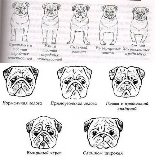 Бульмастиф: описание породы, характер питомца, фото собаки с человеком, а также особенности питания взрослого животного