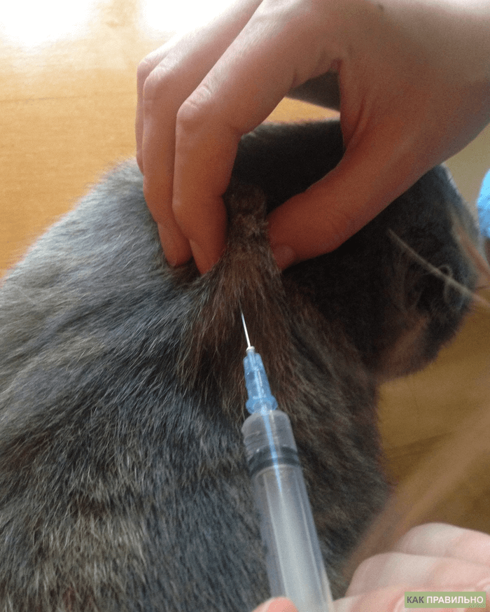 Как делать уколы котам самостоятельно