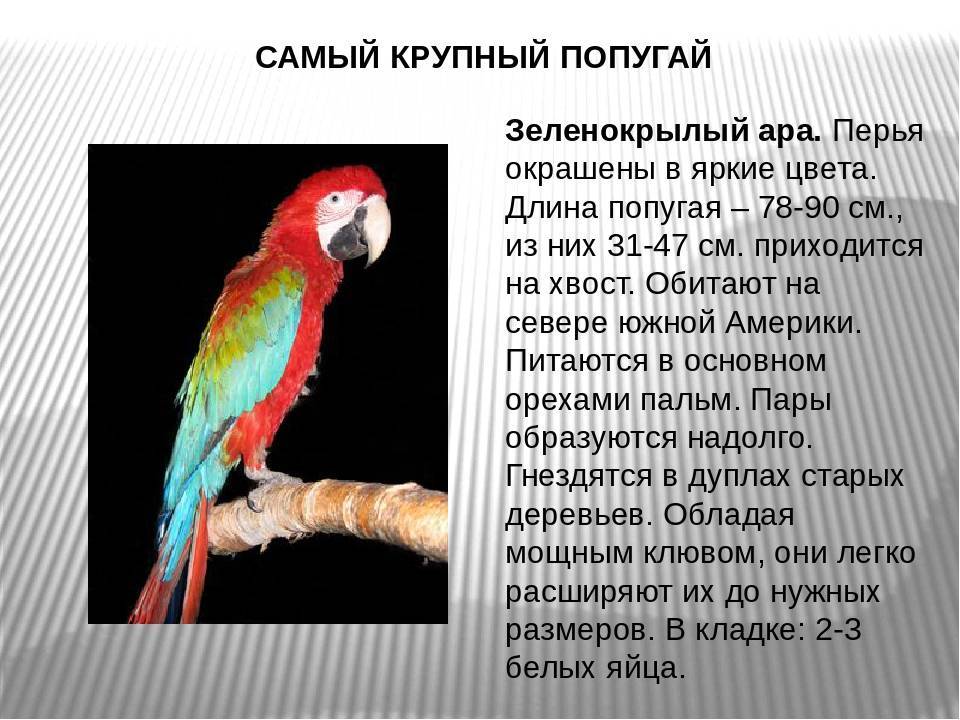 Каролинский попугай