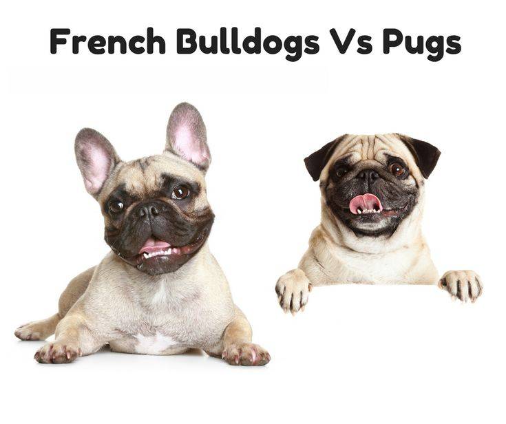 Мопс и французский бульдог: сходства и различия пород