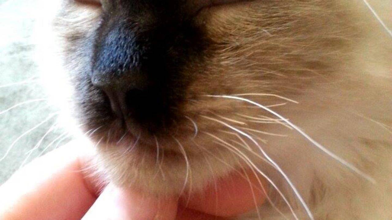 12 причин почему ломаются усы у кошки