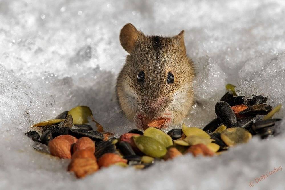 Как мышке лучше питаться, есть разновидность дикой и домашний мыши — описываем развернуто
