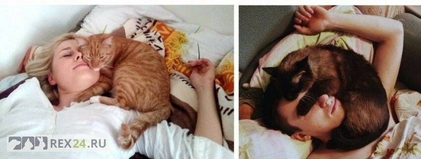 Почему кот спит на голове хозяина - oozoo.ru