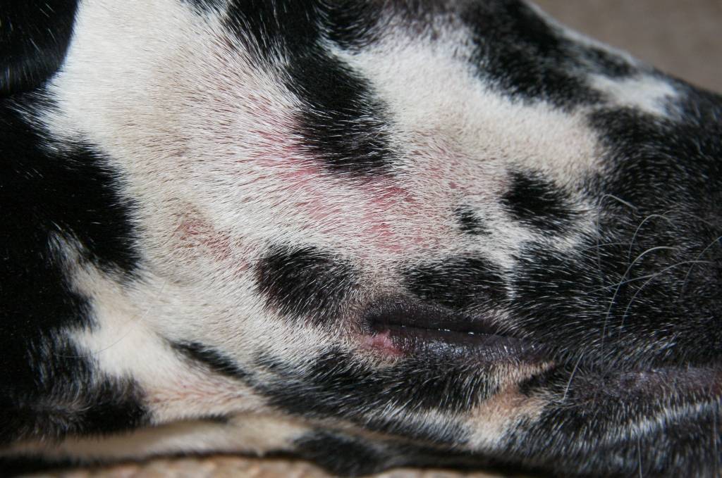Аллергический блошиный дерматит у собак - как распознать и победить