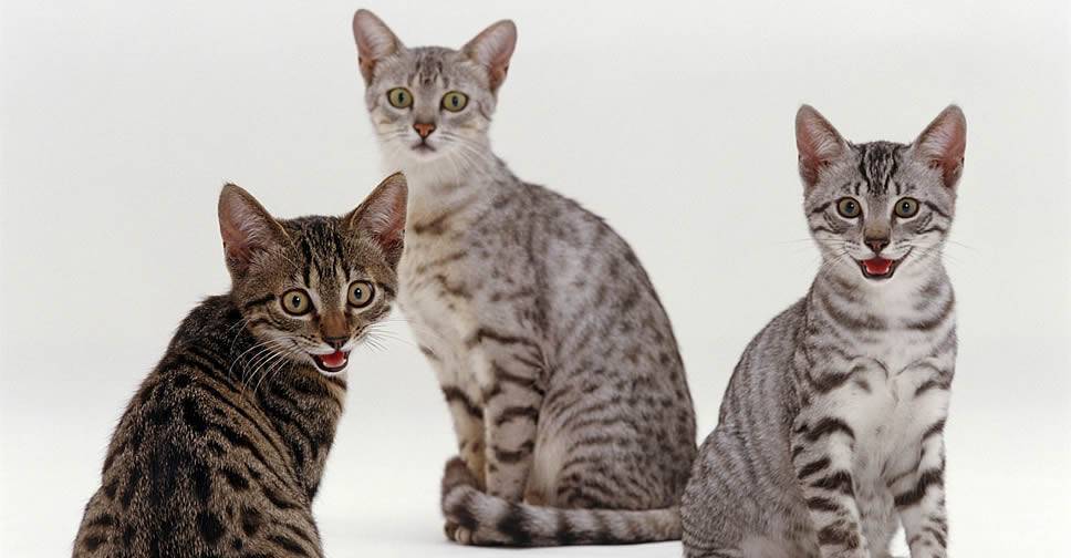 Кошка египетская мау: фото, описание породы и особенности характера