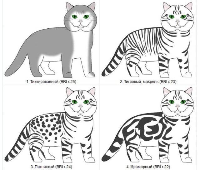 Окрасы кошек: общая информация | ваши питомцы