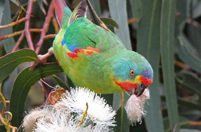 Попугай какаду: внешний вид, образ жизни, интересные факты