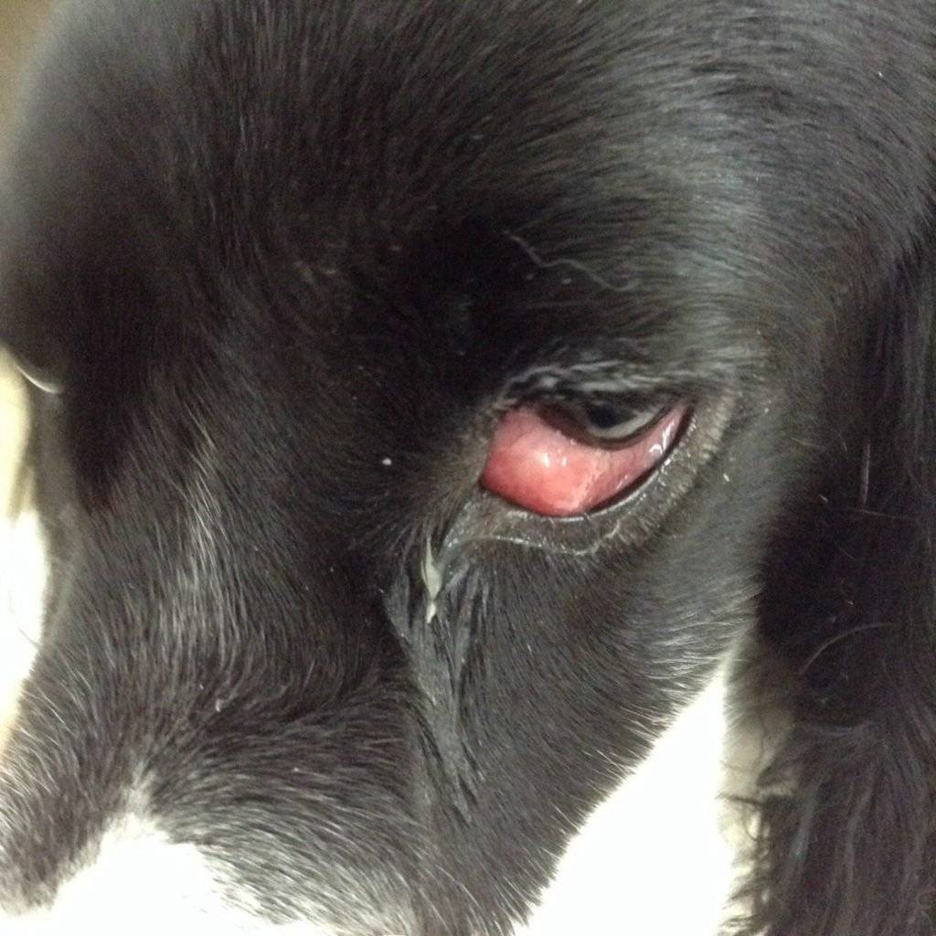 Сухой кератоконъюнктивит | офтальмологическое отделение ветеринарной клиники