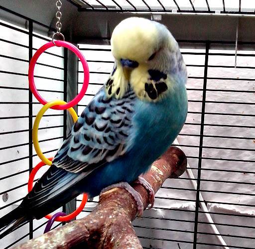 Чем отличается выставочный волнистый попугай чех от обычного «волнистика»?