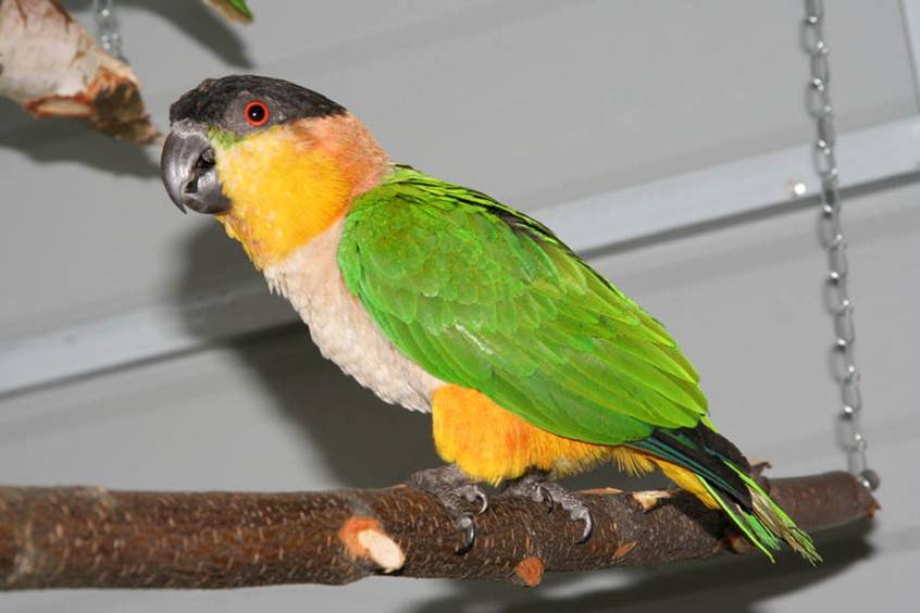 Лазурный травяной попугайчик : фото, описание, содержание wikipet.ru