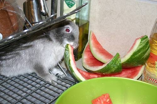 Можно ли кроликам арбузные корки: особенности питания и рекомендации
