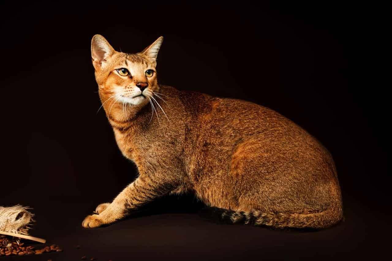 Камышовый кот (хаус): фото, описание, окрасы, характер породы