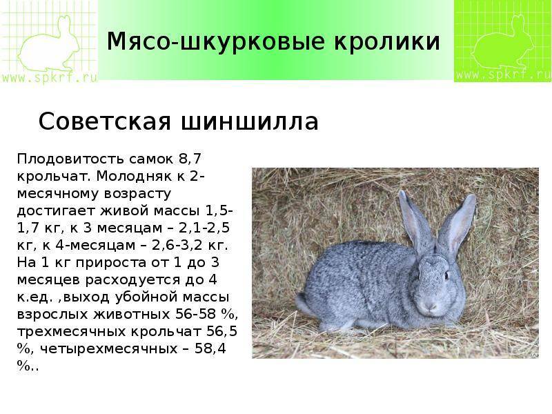Кролик породы шиншилла — фото и описание, условия содержания