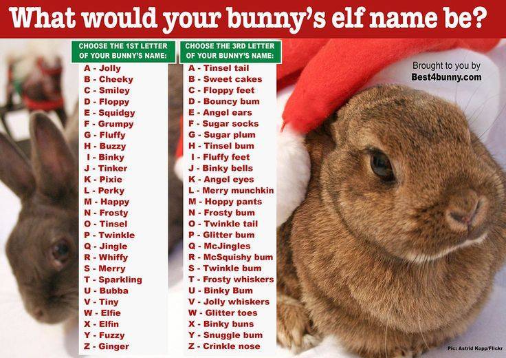 Имена и клички для кроликов