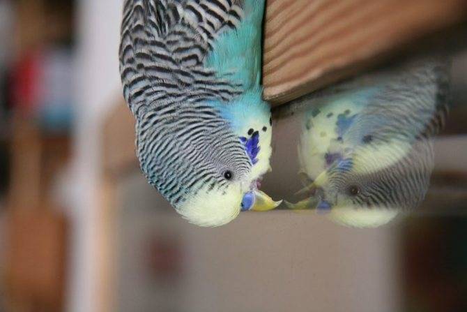 Волнистые попугаи: правильный уход за крылатыми питомцами. содержание, кормление, болезни волнистых попугайчиков