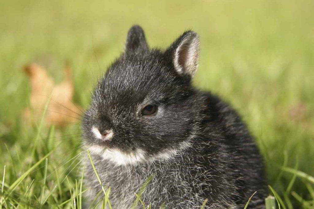 Почему кусают кролики: как отучить