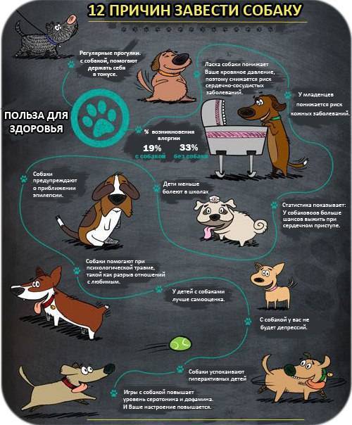 Польза собак. Причины завести собаку. Повод завести собаку. Причины быть собакой. 10 Причин не заводить собаку.