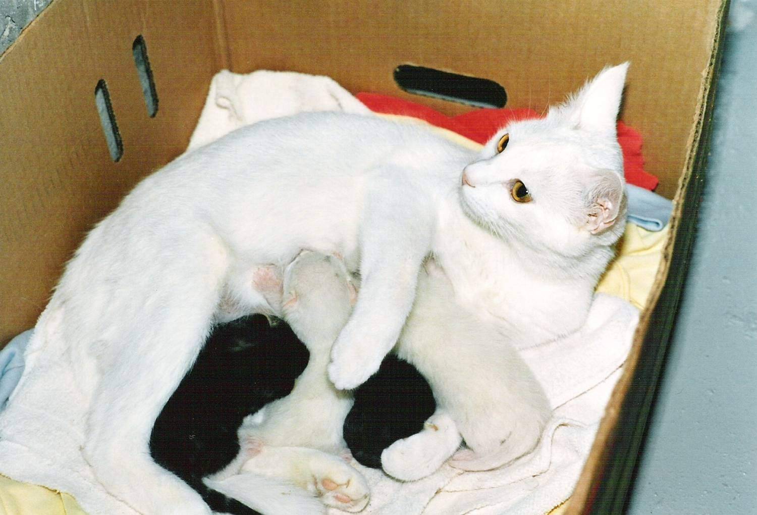 Беременность у кошки: что обязательно должен знать хозяин?