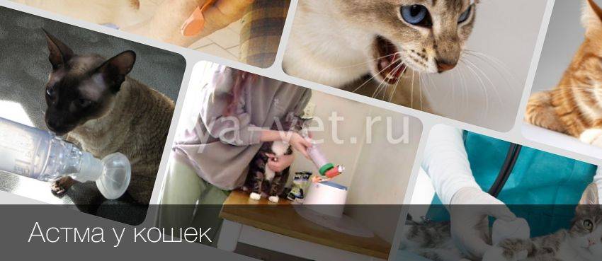 Астма и хронический бронхит у кошек