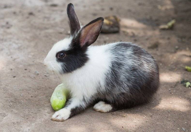 Можно ли кроликам давать огурцы, огуречную ботву