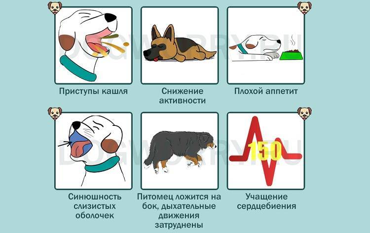 Астма у собак - симптомы, признаки, лечение, профилактика