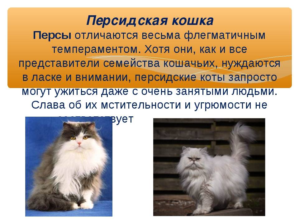 Персидские кошки и коты: описание породы, характер, отзывы (фото и видео)