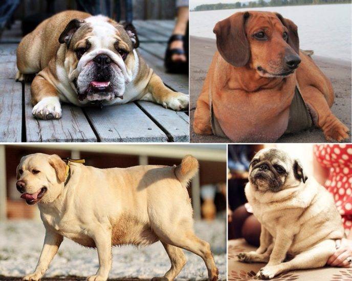 Ожирение у собак: что делать, диета, лечение | petguru