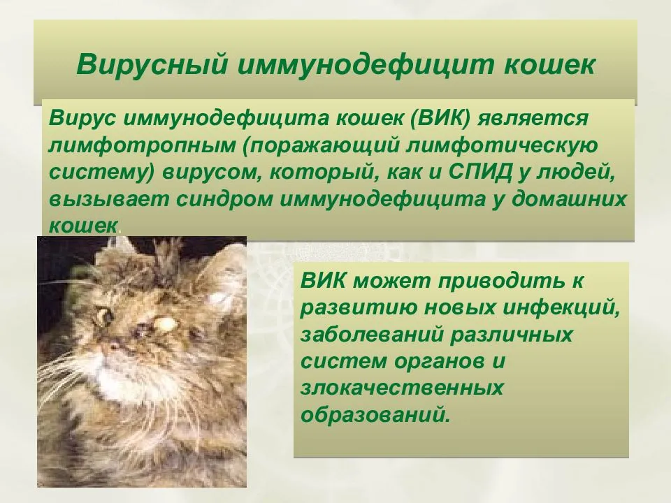 Герпесвирус кошек, вирусный ринотрахеит кошек | офтальмологическое отделение ветеринарной клиники