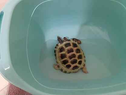 Как плавают черепахи в воде (видео)?